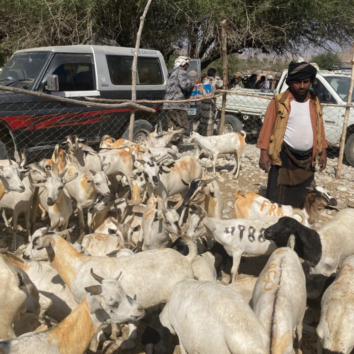 TravPholer Yemen Hadramaut