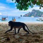 猴子海灘